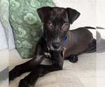 Small #1 Mutt