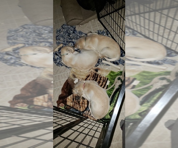 Medium Photo #6 Labrador Retriever Puppy For Sale in ANZA, CA, USA