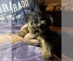 Small Photo #3 Yorkshire Terrier Puppy For Sale in WOODBRIDGE, VA, USA