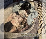 Small #4 Dachshund
