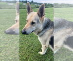 Small #1 German Shepherd Dog