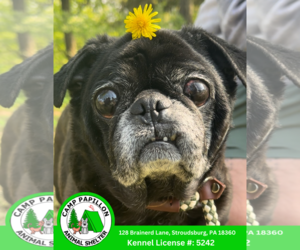 Pug Dogs for adoption in Stroudsburg, PA, USA