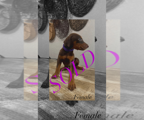 Medium Photo #8 Doberman Pinscher Puppy For Sale in MERCED, CA, USA