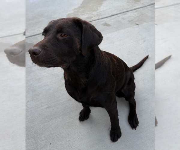 Medium Photo #1 Labrador Retriever Puppy For Sale in BEAUMONT, CA, USA