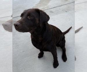 Mother of the Labrador Retriever puppies born on 06/18/2025