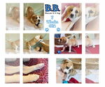 Small Photo #7 Mutt Puppy For Sale in Westwood, NJ, USA