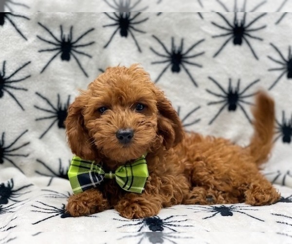 Medium Photo #5 Cavapoo Puppy For Sale in LAKELAND, FL, USA