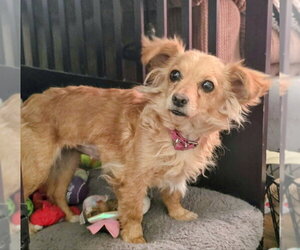 Chihuahua-Unknown Mix Dogs for adoption in House Springs, MO, USA