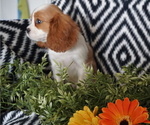 Small Photo #3 Cavalier King Charles Spaniel Puppy For Sale in WESTCLIFFE, CO, USA