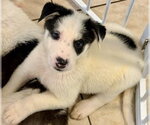 Small Siberian Husky Mix