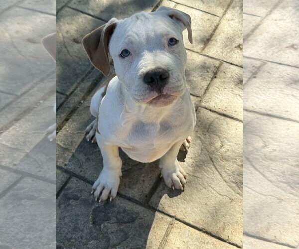 Medium Photo #4 Mutt Puppy For Sale in Fenton, MO, USA