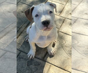 Sumo - Male Mutt Dog for Adoption - Photo #4