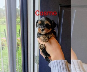 Yorkshire Terrier Puppy for sale in EAST BRIDGEWATER, MA, USA
