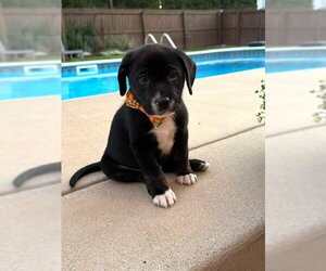 Biscuit - Male Labrador Retriever-Unknown Mix Dog for Adoption - Photo #3