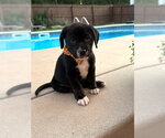 Small Photo #3 Labrador Retriever-Unknown Mix Puppy For Sale in Bryant, AR, USA