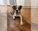 Small #5 Catahoula Leopard Dog Mix
