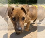 Small #2 Black Mouth Cur Mix