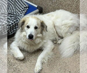 Great Pyrenees-Unknown Mix Dogs for adoption in Martinsburg, WV, USA