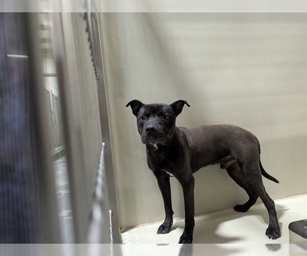 Medium Photo #1 Mutt Puppy For Sale in Bakersfield, CA, USA