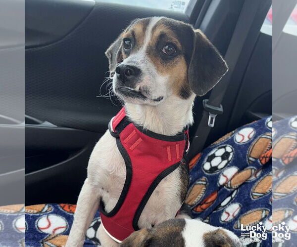 Medium Photo #5 Beagle-Coonhound Mix Puppy For Sale in Washington, DC, USA