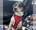 Small #4 Beagle-Coonhound Mix