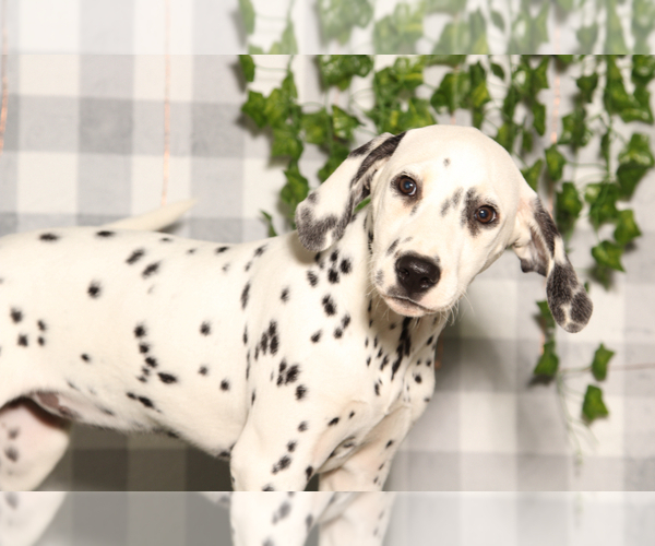 Medium Photo #2 Dalmatian Puppy For Sale in MARIETTA, GA, USA