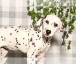 Small #1 Dalmatian