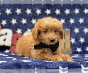 Pookimo Puppy for sale in LANCASTER, PA, USA