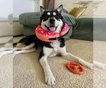 Small #1 Huskies  Mix