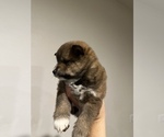 Small Photo #3 Shiba Inu Puppy For Sale in CHINO, CA, USA