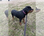 Small Photo #3 Rottweiler Puppy For Sale in COLUMBIA, TN, USA