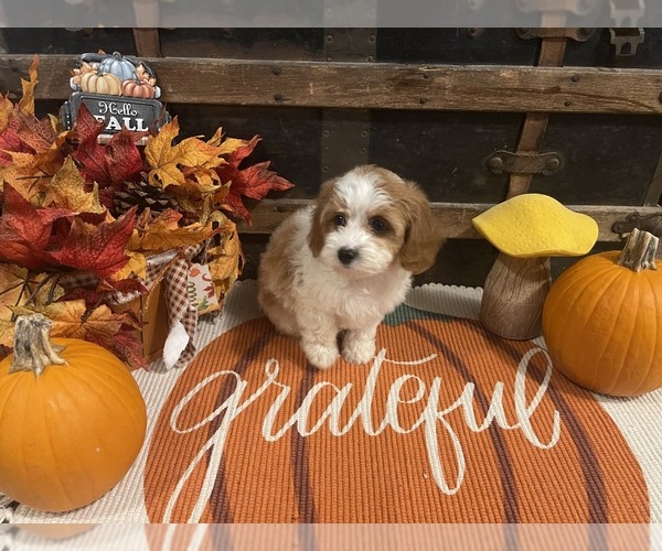 Medium Photo #7 Cavapoo Puppy For Sale in FULTON, KS, USA