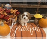 Small #6 Cavapoo