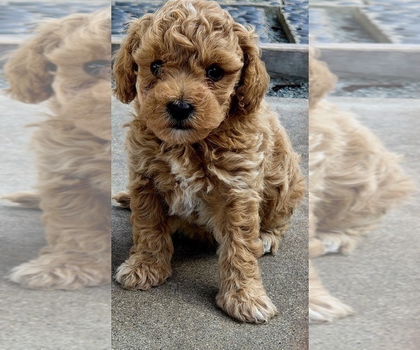 Medium Photo #9 Miniature Labradoodle Puppy For Sale in SAN DIEGO, CA, USA