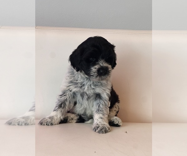 Medium Photo #1 Portuguese Water Dog Puppy For Sale in FALLS CHURCH, VA, USA