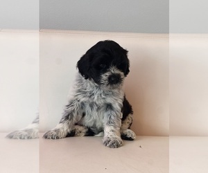 Medium Portuguese Water Dog