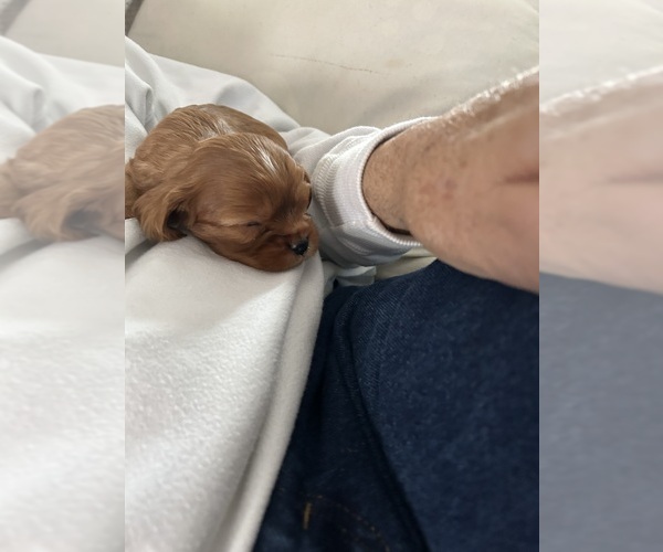 Medium Photo #1 Cavalier King Charles Spaniel Puppy For Sale in BRICK, NJ, USA