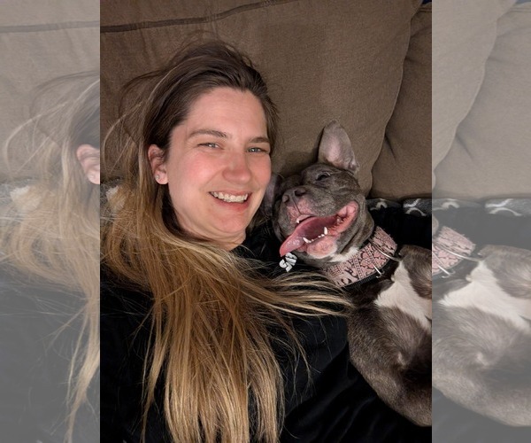 Medium Photo #4 American Pit Bull Terrier-Unknown Mix Puppy For Sale in Germantown, OH, USA