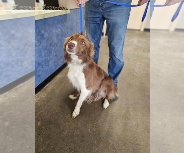 Medium Photo #3 Border Collie-Unknown Mix Puppy For Sale in Rockwall, TX, USA
