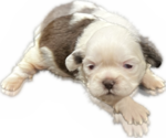 Puppy 1 Shih Tzu