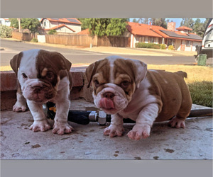 Bulldog Puppy for sale in TEMECULA, CA, USA