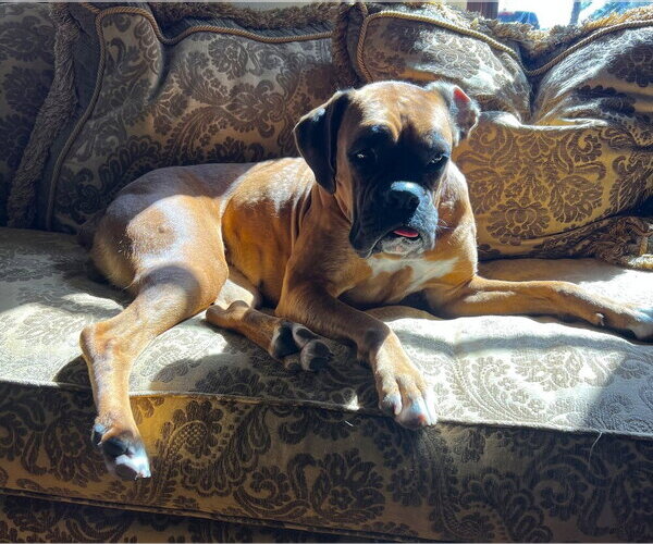 Medium Photo #2 Boxer Puppy For Sale in Austin, TX, USA