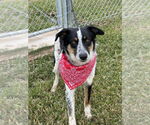 Small #7 Border Collie Mix