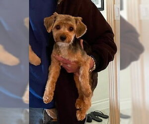 Mutt Dogs for adoption in Spring, TX, USA