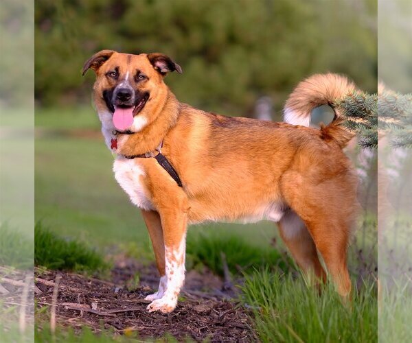 Medium Photo #4 Mutt Puppy For Sale in Farmington, MN, USA