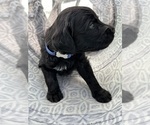 Small Photo #3 Goldendoodle Puppy For Sale in PORT CHARLOTTE, FL, USA