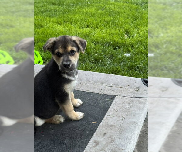 Medium Photo #9 Dalmatian-German Shepherd Dog Mix Puppy For Sale in MIDWAY, UT, USA