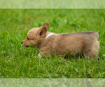 Small #4 Pembroke Welsh Corgi