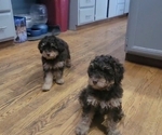 Puppy Rolo Poodle (Miniature)