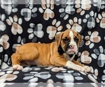 Small Photo #5 Boxer Puppy For Sale in STEVENS, PA, USA